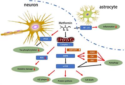 Exploring the Pharmacological Potential of Metformin for Neurodegenerative Diseases